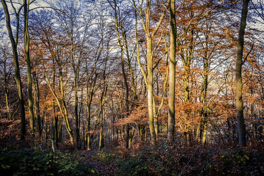 Wendover Woods