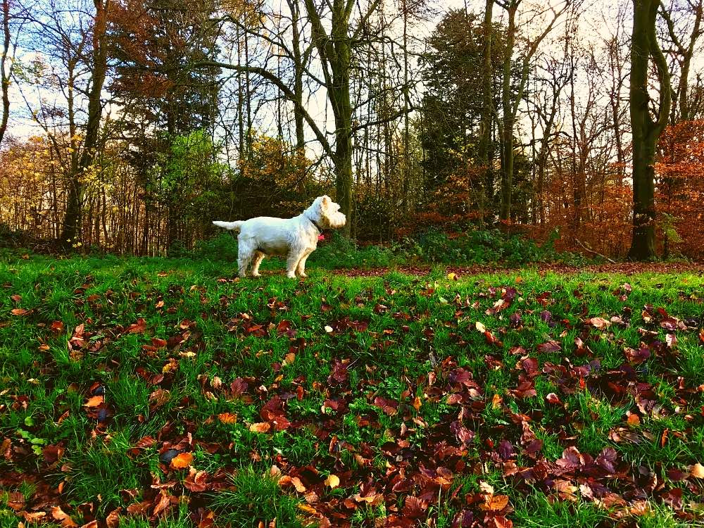 5 Reasons your dog needs the outdoors thumb sml Wendover Woods