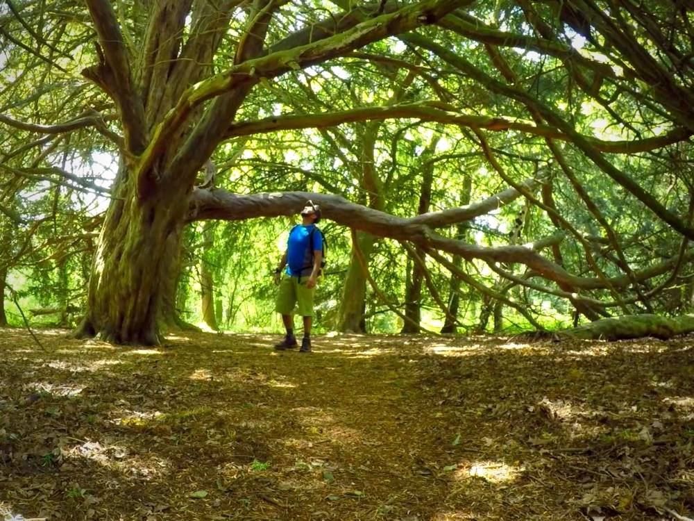 Newlands Corner photo Newlands Corner