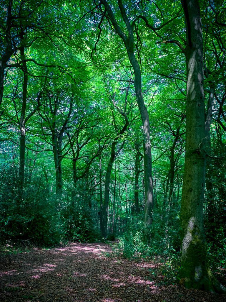 Forest family fun hike