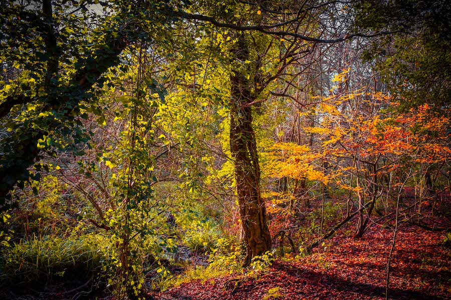 Seasonal Affective Disorder