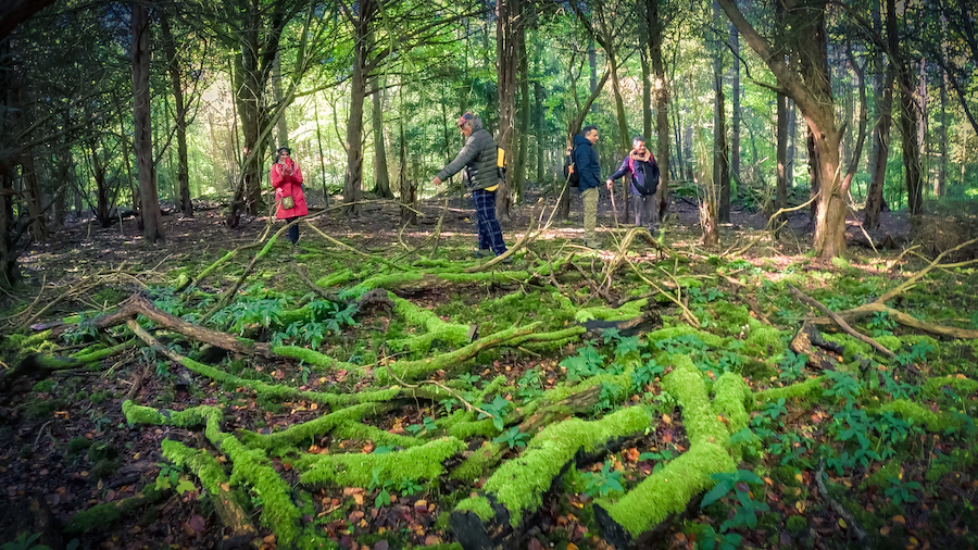 Seasonal Affective Disorder