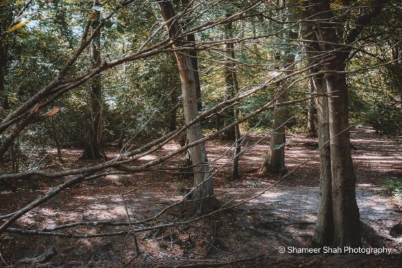 Shameer Shah Photography - Woodland series
